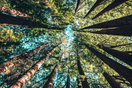 Drewno do produkcji okien i drzwi